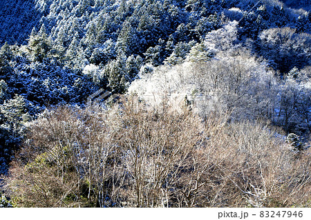 道志川左岸から対岸の斜面に降った雪を見る 83247946