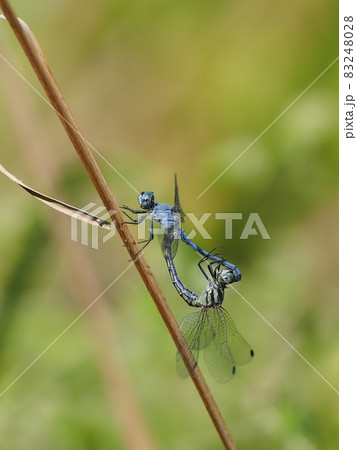 ナニワトンボ 83248028