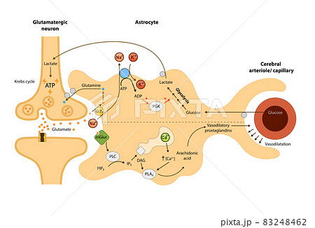 The cerebral circulation,Relationship of astrocytes to oxygen and energy metabolism, neuron, Blood brain, 2d graphic The cerebral circulation,Relationship of astrocytes to oxygen and energy metabolism, neuron, Blood brain, 2d graphic 83248462