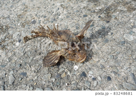 関門海峡でオコゼが釣れた 関門海峡でオコゼが釣れた 83248681