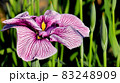 紫の菖蒲 83248909
