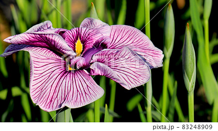 紫の菖蒲 紫の菖蒲 83248909