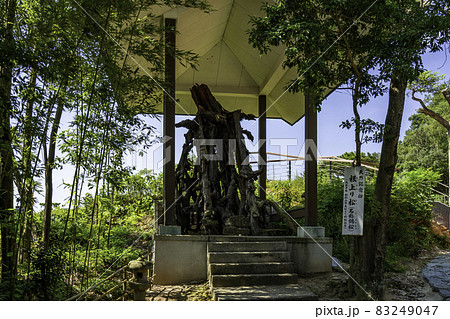 和歌山　玉津島神社　根上がり松　和歌山県和歌山市 83249047
