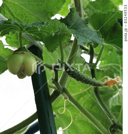 奇形キュウリ 奇形キュウリ 83249533