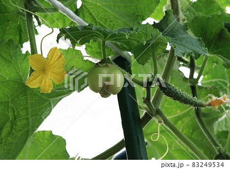 奇形キュウリ 83249534