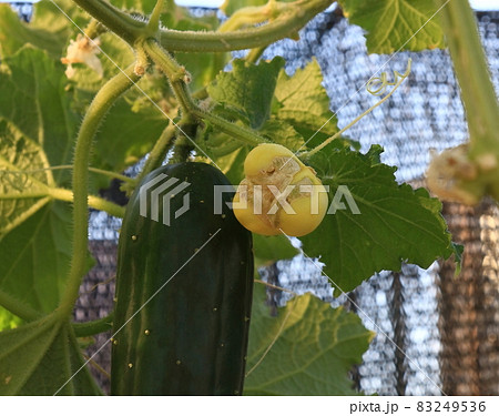 奇形キュウリ 83249536