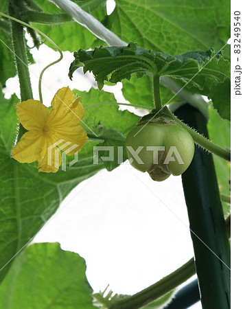 奇形キュウリ 奇形キュウリ 83249540