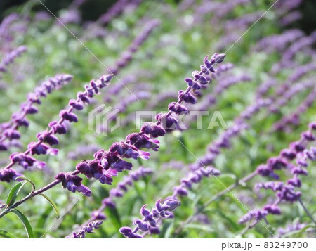 アメジストセージ（メキシカンセージ） 83249700