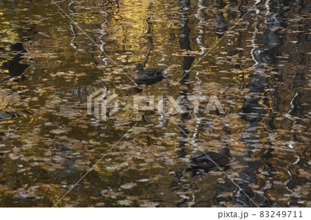 Ducks on a pond in Sokolniki park Ducks on a pond in Sokolniki park 83249711