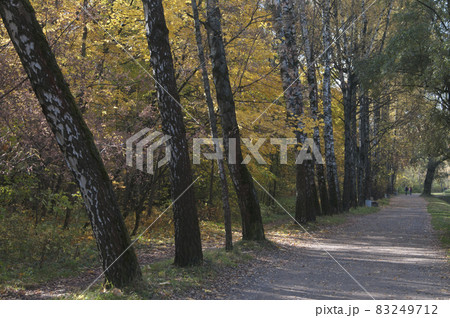 Autumn landscape in Sokolniki park 83249712