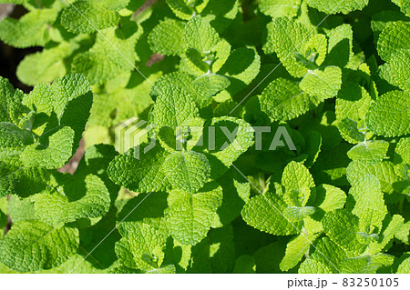 上から見たアップルミント ハーブ栽培 (10月) 家庭菜園 上から見たアップルミント ハーブ栽培 (10月) 家庭菜園 83250105