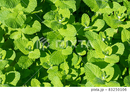 上から見たアップルミント ハーブ栽培 (10月) 家庭菜園 上から見たアップルミント ハーブ栽培 (10月) 家庭菜園 83250106