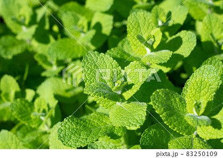 アップルミント　ハーブ栽培　（10月）　家庭菜園 83250109