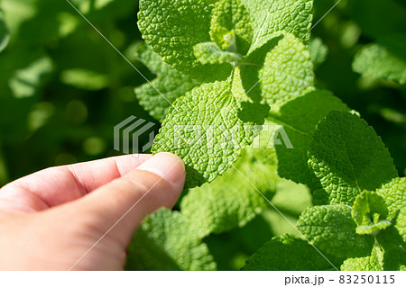 アップルミントの葉をつまむ男性の手　ハーブ栽培　（10月）　家庭菜園 83250115