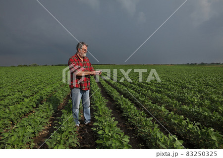 Agricultural scene, farmer in soybean field with mobile phone Agricultural scene, farmer in soybean field with mobile phone 83250325