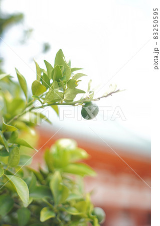 平安神宮　右近の橘 83250595