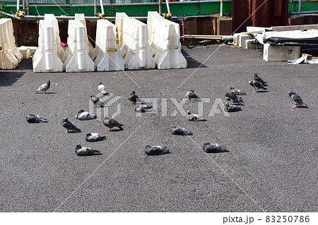 アスファルトの上で温まる鳩 83250786