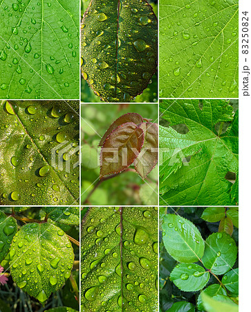 green rose leaves with dew drops closeup green rose leaves with dew drops closeup 83250824