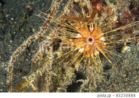 Longspine Sea Urchin, Lembeh, North Sulawesi, Indonesia 83250888
