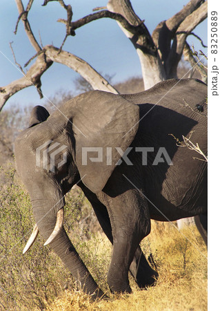 Afican Elephant, Chobe National Park, Botswana 83250889