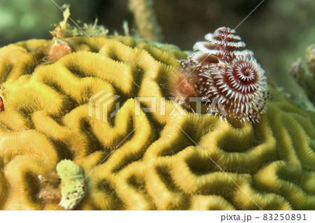 Cristhmas Tree Warm, Coral Reef, Caribbean Sea, Playa Giron, Cuba, America Cristhmas Tree Warm, Coral Reef, Caribbean Sea, Playa Giron, Cuba, America 83250891