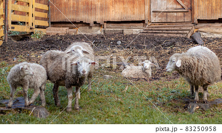 White curly sheep behind a wooden paddock in the countryside. Sheep and lambs graze on the green grass. Sheep breeding. Housekeeping. 83250958