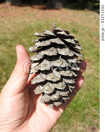 手に持った「テーダ松」の大きな松ぼっくり 83251392