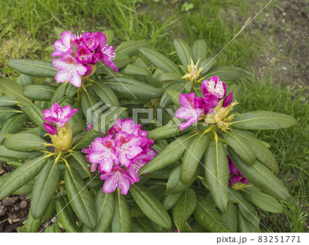 close up blooming pink Rhododendron flower bush in the spring garden. Selective focus, green leaves background 83251771