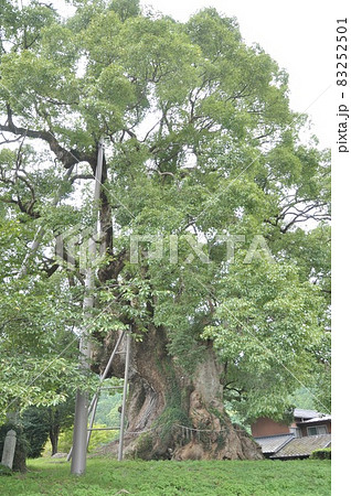 樹齢が数百年の本庄の大楠 樹齢が数百年の本庄の大楠 83252501