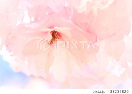 市原虎の尾 イチハラトラノオ 八重桜 ピンク色 クローズアップ 市原虎の尾 イチハラトラノオ 八重桜 ピンク色 クローズアップ 83252826