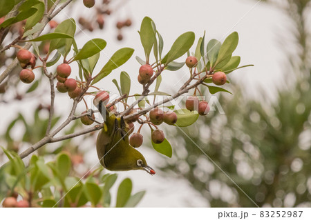 モッコク木にとまって実を食べるメジロの写真素材