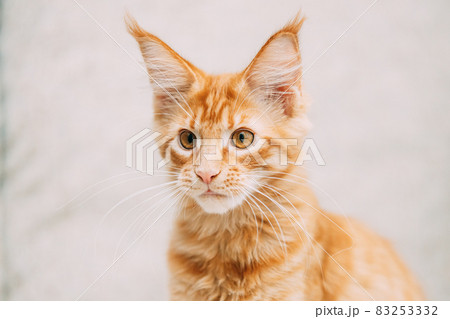 Funny Young Red Ginger Maine Coon Kitten Cat Portrait. Coon Cat, Maine Cat, Maine Shag looking at camera 83253332