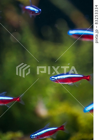 Cardinal Tetra Fish Swimming In Water Cardinal Tetra Fish Swimming In Water 83253334