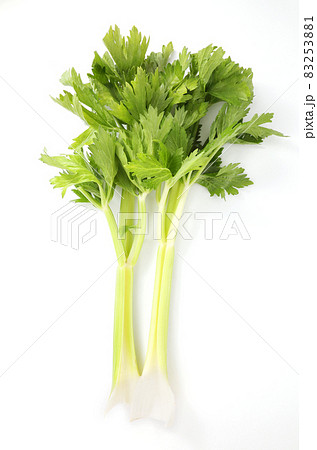 セロリ 83253881