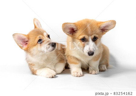 Two adorable Pembroke Welsh Corgi puppies are sitting and looking at the camera. isolated on a white background 83254162