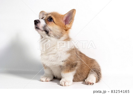 Pembroke Welsh Corgi puppy sitting in front. isolated on white background 83254165