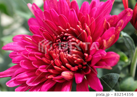 Closeup of various pink garden mums in flower 83254356
