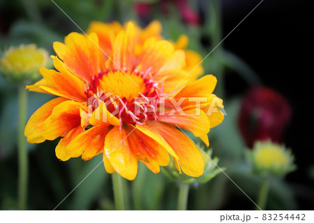 Closeup of a orange and yellow gaillardia flower Closeup of a orange and yellow gaillardia flower 83254442