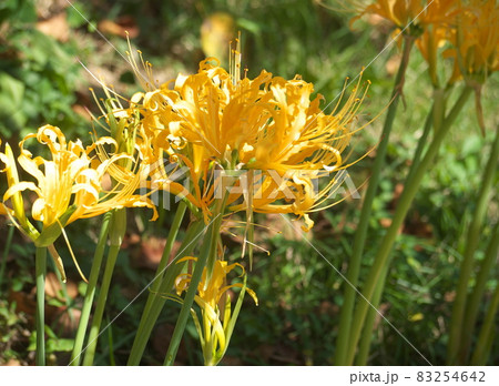 ショウキズイセンの花 83254642
