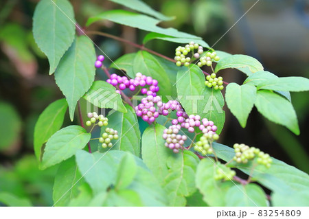 色づき始めた紫小紫（コムラサキ） 83254809