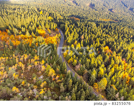Autumn time colorful forest and narrow asphalt road 83255076