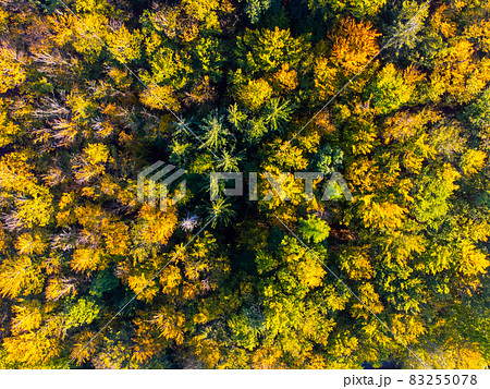 Autumn time colorful forest from above 83255078