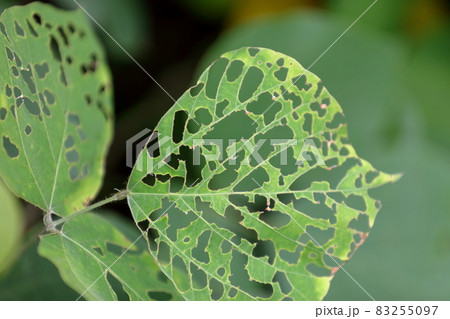 虫に食べられた葉 83255097