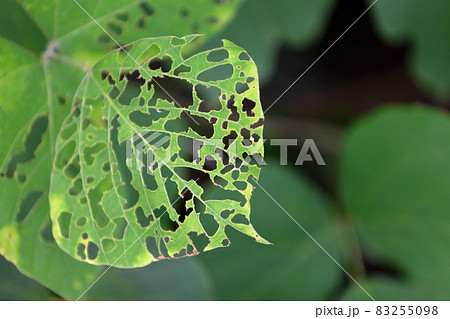 虫に食べられた葉 虫に食べられた葉 83255098