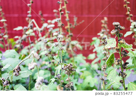 dried hollyhocks plant close up on flowerbed 83255477