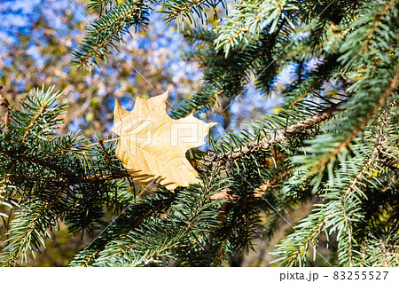 single fallen maple leaf in needles of spruce tree single fallen maple leaf in needles of spruce tree 83255527