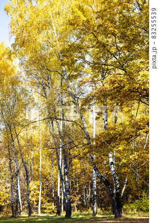 birch trees with yellow foliage in autumn forest 83255539