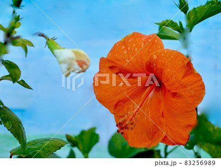 南の島の思い出　 83256989