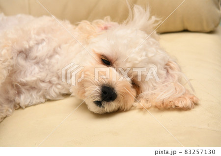 まどろむマルプー まどろむマルプー 83257130