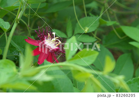 トケイソウの赤花【緑背景】 トケイソウの赤花【緑背景】 83260205